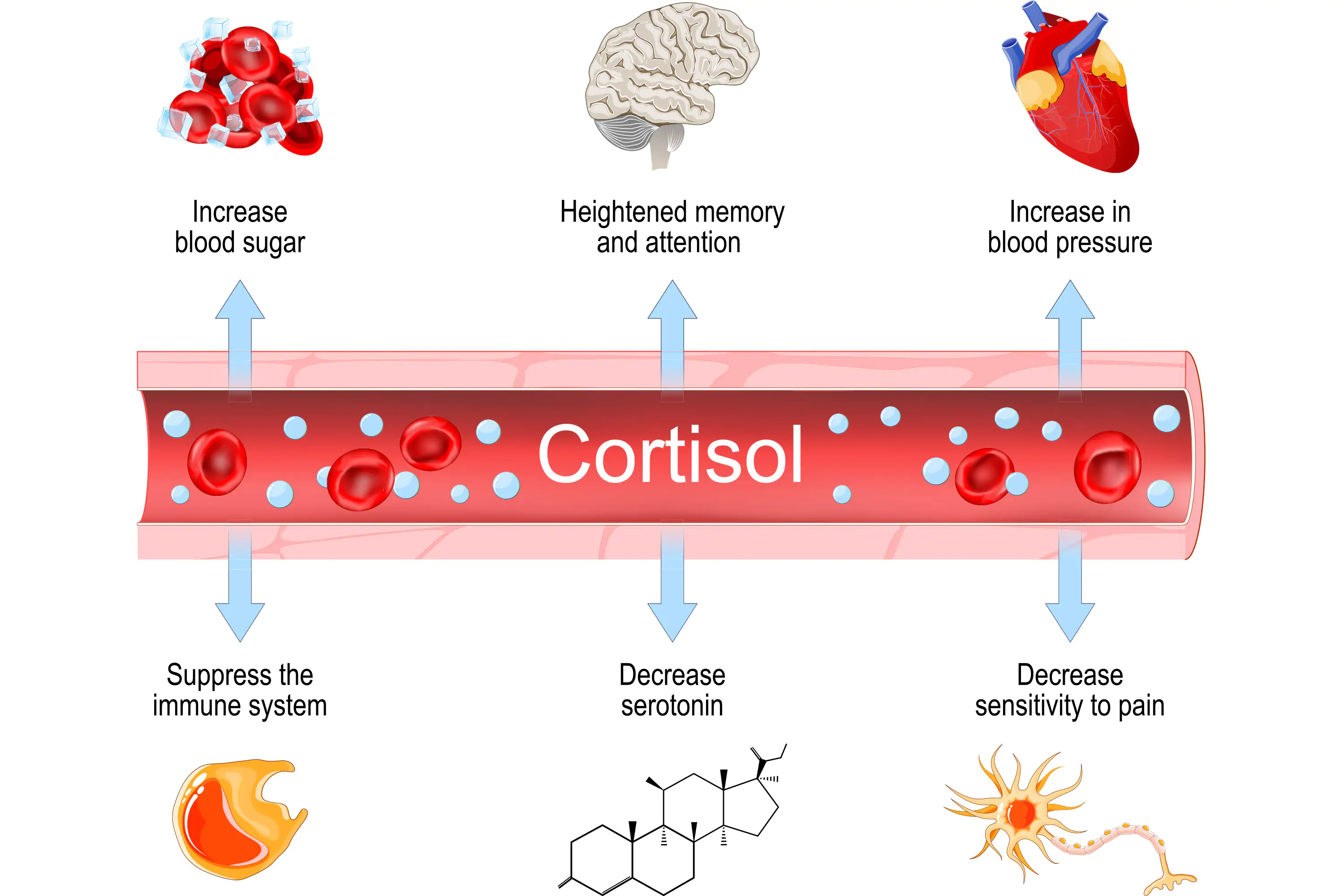 Eliminating Your Cortisol Triggers Guide
